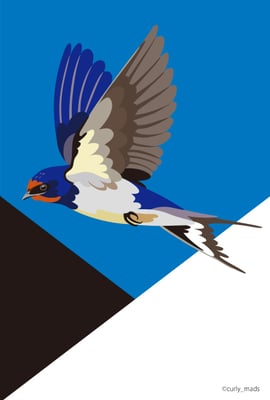 Estonia：Barn swallow