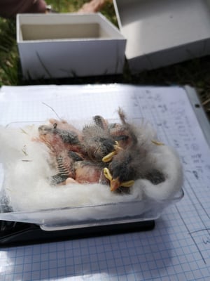 © Charel Klein - Vermessen von jungen Schneesperlingen.