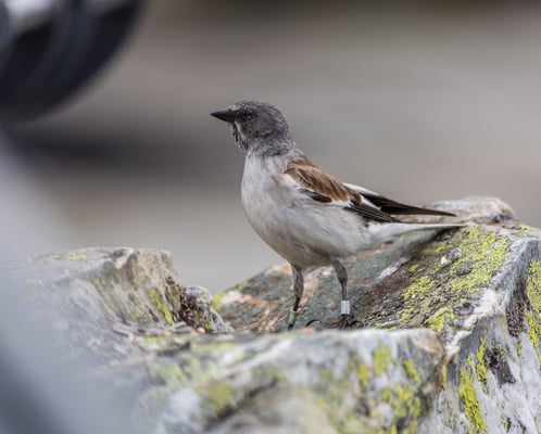 © Charel Klein - Beringter Schneesperling.