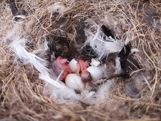 © Charel Klein - Schneesperlingsnest mit frisch geschlüpften Küken.