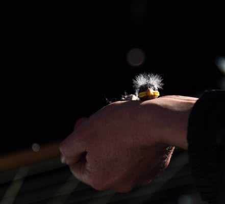 © Charel Klein - Sehr junger Schneesperling mit viel Flaum.