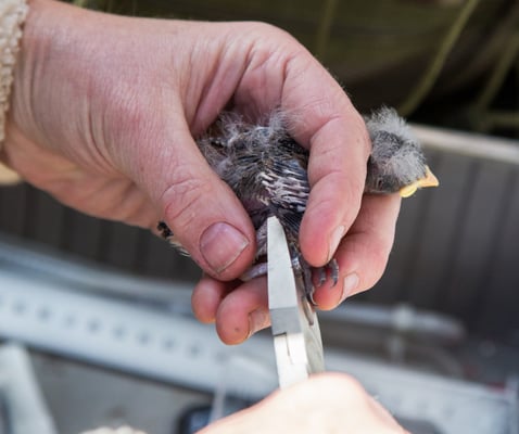 © Charel Klein - Beringung von jungen Schneesperlingen.