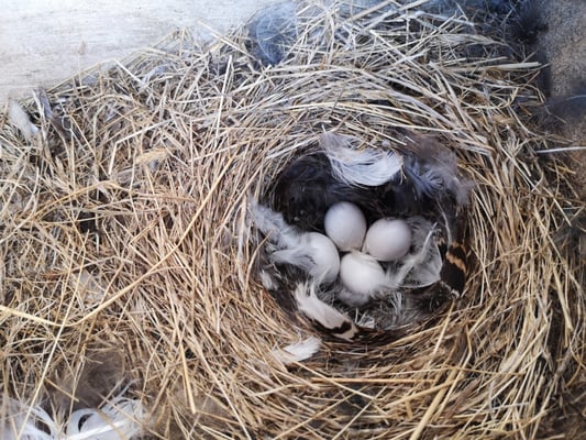 © Charel Klein - Schneespleringsnest mit Eier.