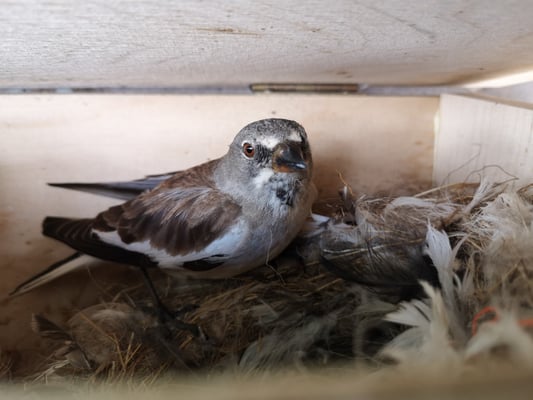 © Charel Klein - Altvogel im Nest.