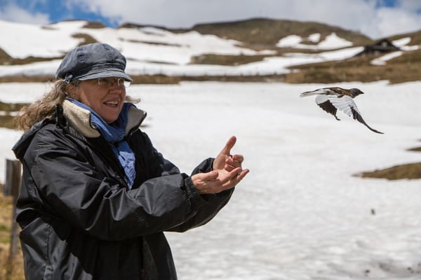 © Charel Klein - Freilassen vom beringten Schneesperling.