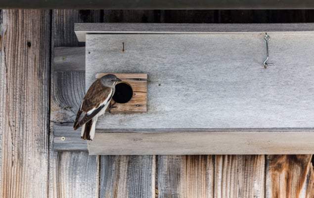 © Charel Klein - Schneesperling schaut sich um kurz bevor er in den Nistkasten reingeht.