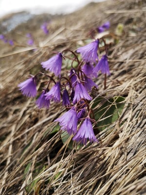 © Charel Klein - Nach der Schneeschmelze kommen die ersten Frühblüher.