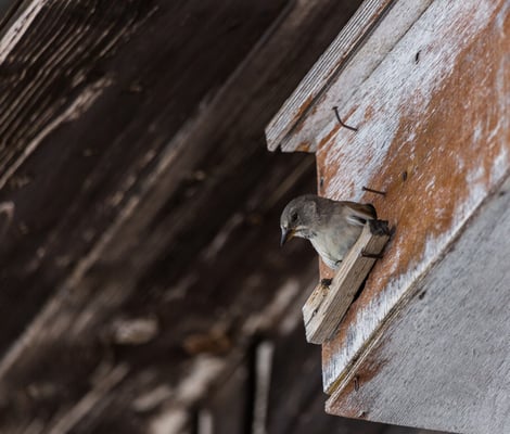 © Charel Klein - Unsicher was die Beobachter draußen bedeuten, schaut der Schneesperling nochmals genauer nach.