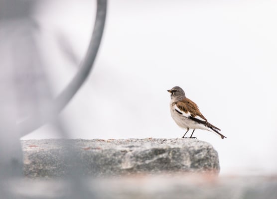© Charel Klein - Beobachtung der ersten Schneesperlinge im Feld.