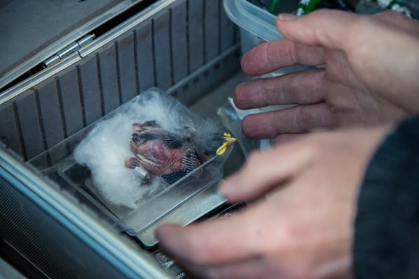 © Charel Klein - Vermessen von jungen Schneesperlingen.