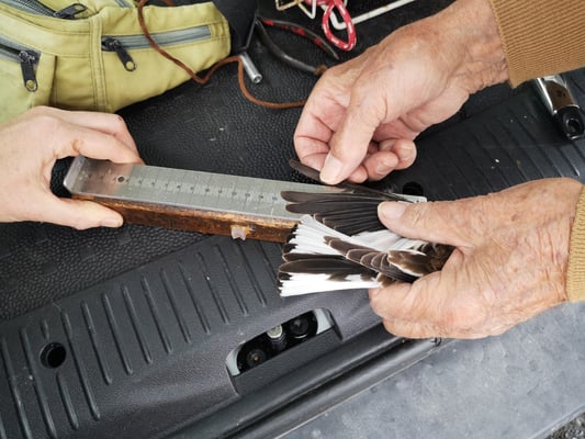 © Charel Klein - Vermessen von altem Schneesperling.