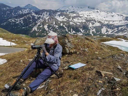 © Charel Klein - Beobachtungen von fütternden Schneesperlingen.