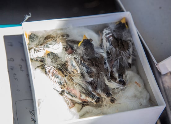 © Charel Klein - Vermessen von jungen Schneesperlingen.