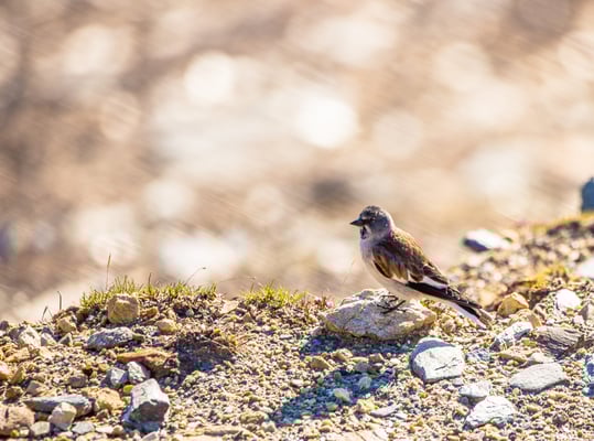 © Charel Klein - Schneesperling im Feld.