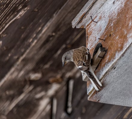 © Charel Klein - Schneesperling beim Einflug in den Nistkasten.