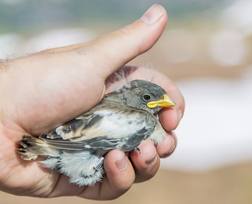 © Charel Klein - Junger Schneesperling.