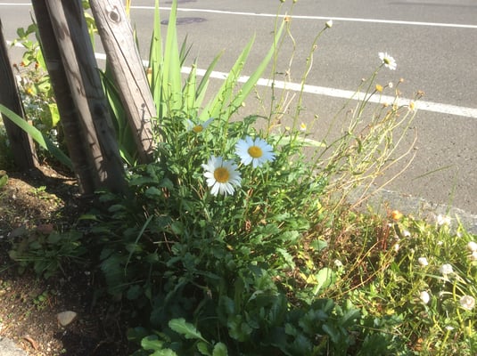 マーガレット　www.e-arts.net/