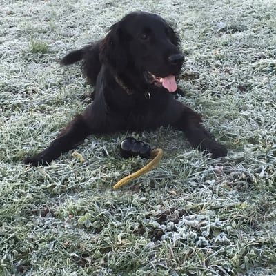 Chasko (Sanibelbreeze Chasko Prince of Hearts)