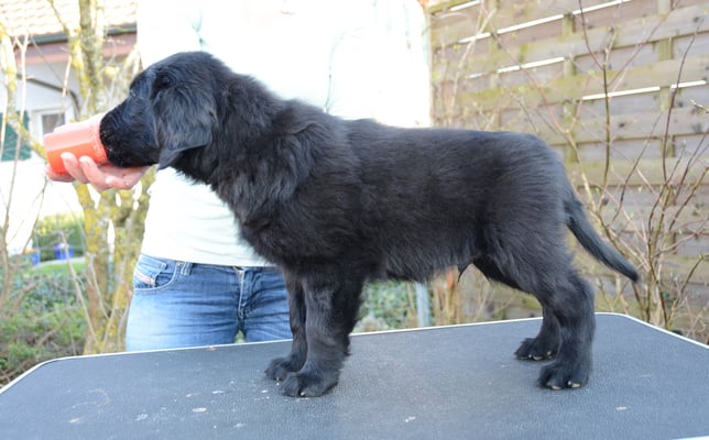 Sanibelbreeze Forget the Rules *Balou*