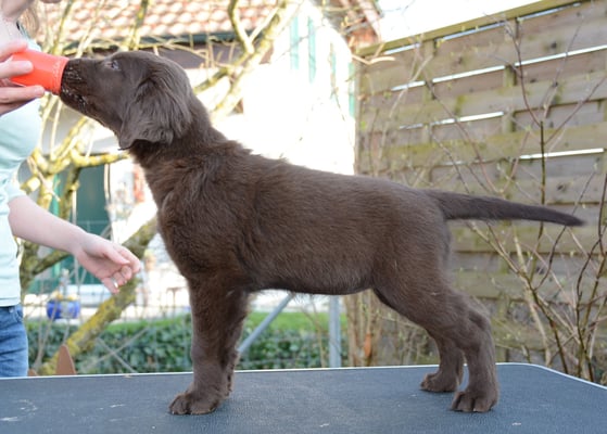 Sanibelbreeze Frozen Chai Tea *Feela*