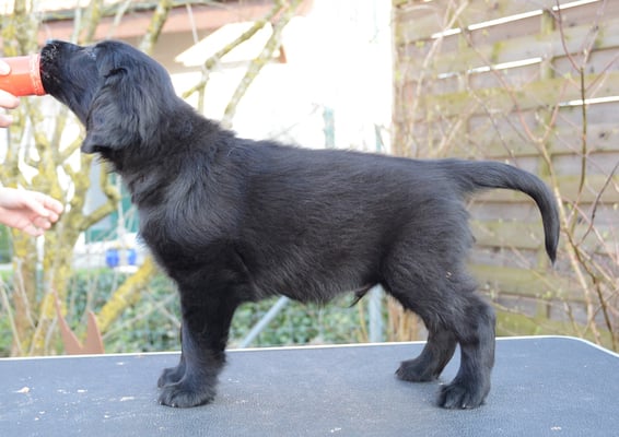 Sanibelbreeze Follower *Blacky*