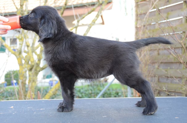 Sanibelbreeze Fancy Bittersweet Toffee *Toffee*