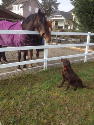 Stella (Sanibelbreeze Counting Stars)