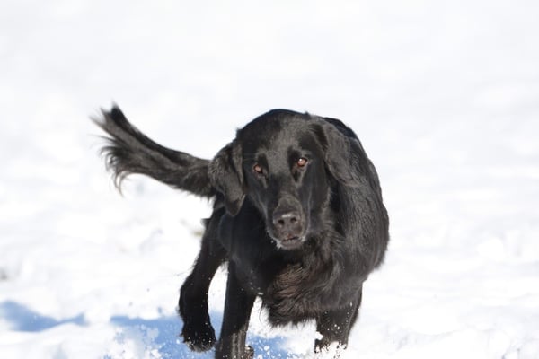 Fée (Sanibelbreeze Absinthe La Fée Verte)