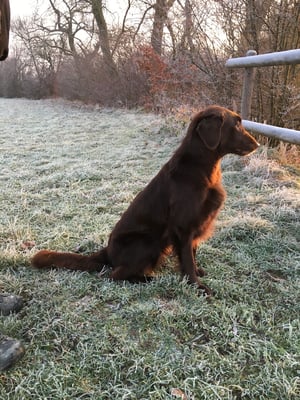 Brownie (Sanibelbreeze Best of Brownies)