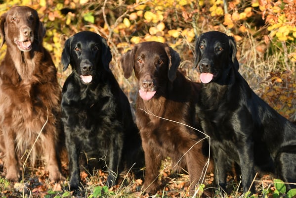 Kiri Fée Brownie Paige