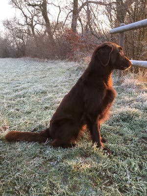 Brownie (Sanibelbreeze Best of Brownies)