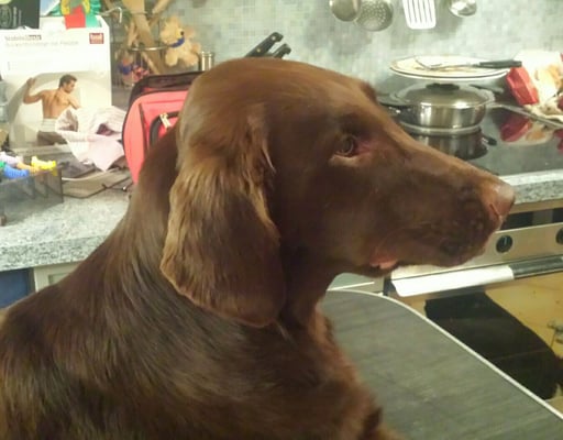 Samba (Sanibelbreeze Countdown Started) frisch getrimmt