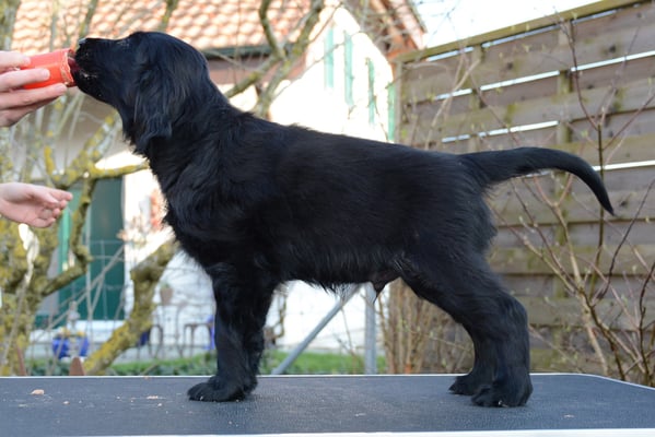 Sanibelbreeze Firm as a Rock *Fjonn*