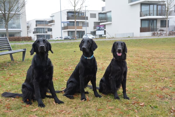 Fée - Paige - Toffee