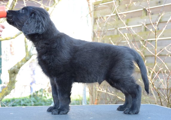 Sanibelbreeze Full of Joy *Flück*