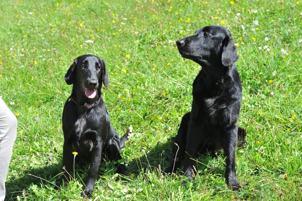 Toffee mit Mama Fée