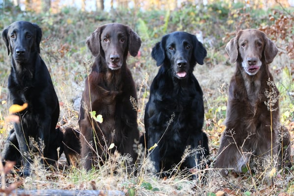 Piage Brownie Fée und Kiri