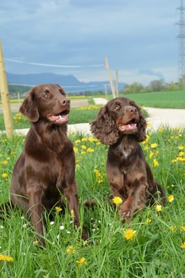 Samba und Working Cocker Sage