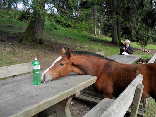 Freie Wanderfotos Schweiz mit Quelle / Link