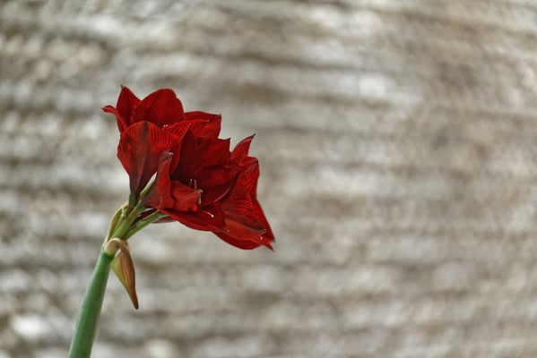 Restaurant Albero Golfpark Holzhäusern