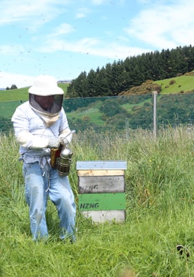 Un apiculteur qui s'occupe de nos ruches à Dunedin île sud de la Nouvelle-Zélande où est récolté le Miel de Manuka de Puri New Zealand