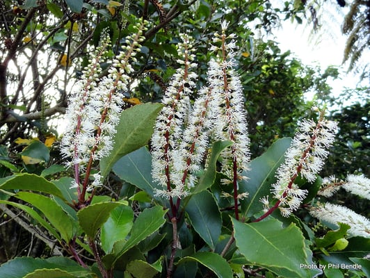 Fleurs de Kamahi de Nouvelle-Zélande
