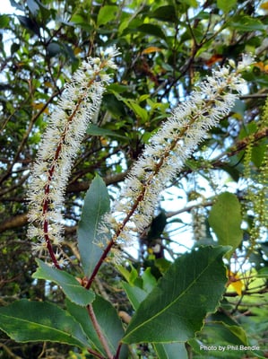 Fleurs de Kamahi de Nouvelle-Zélande