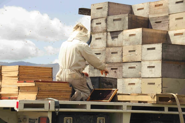 Apiculteur de Nouvelle-Zélande au milieu de cadres, hausses et de piège-abeille pour préparer sa récolte de Miel de Thym de Nouvelle-Zélande
