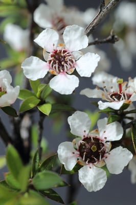 Fleurs blanches de Manuka de Nouvelle-Zélande (île sud) vue de près