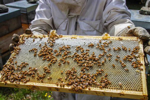 Photographie d'un apiculteur qui montre à la caméra un cadre remplit d'abeilles et de Miel de Thym de Nouvelle-Zélande 