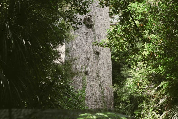 Arbre Kauri 2000 ans / Kauri Tree Waipoua Kauri forest
