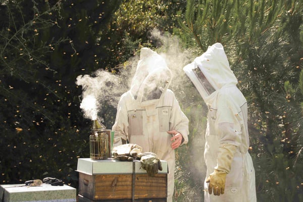 Deux apiculteurs de Nouvelle-Zélande parlent dans un rucher sur le Miel de Manuka de Nouvelle-Zélande