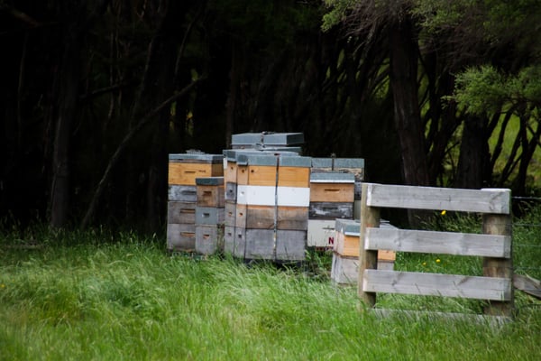 Des ruches à l'entrée d'un bois où on trouve beaucoup d'arbre de Manuka de Nouvelle-Zélande en pleine nature