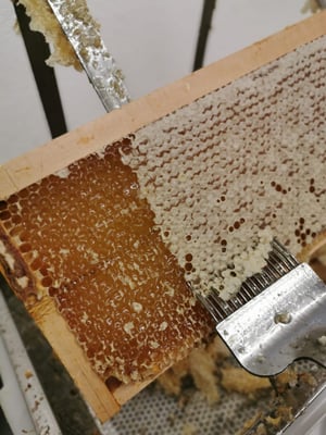 Désoperculation du Miel de Nouvelle-Zélande en rayon avec un désoperculateur